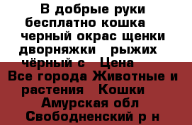 В добрые руки бесплатно,кошка,2.5черный окрас,щенки дворняжки,3 рыжих 1 чёрный,с › Цена ­ - - Все города Животные и растения » Кошки   . Амурская обл.,Свободненский р-н